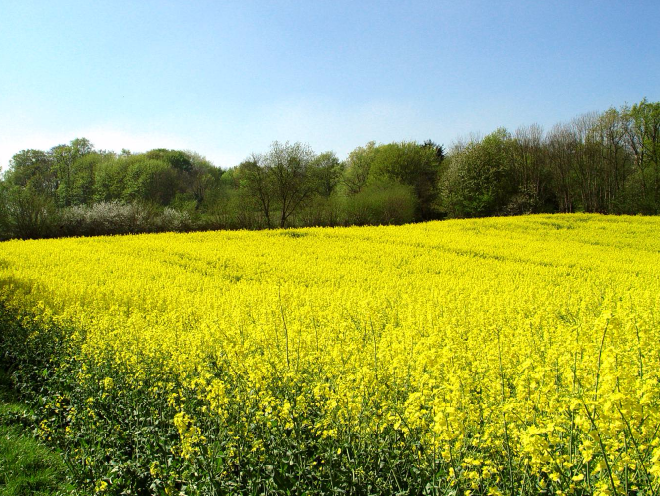 Blühendes Rapsfeld