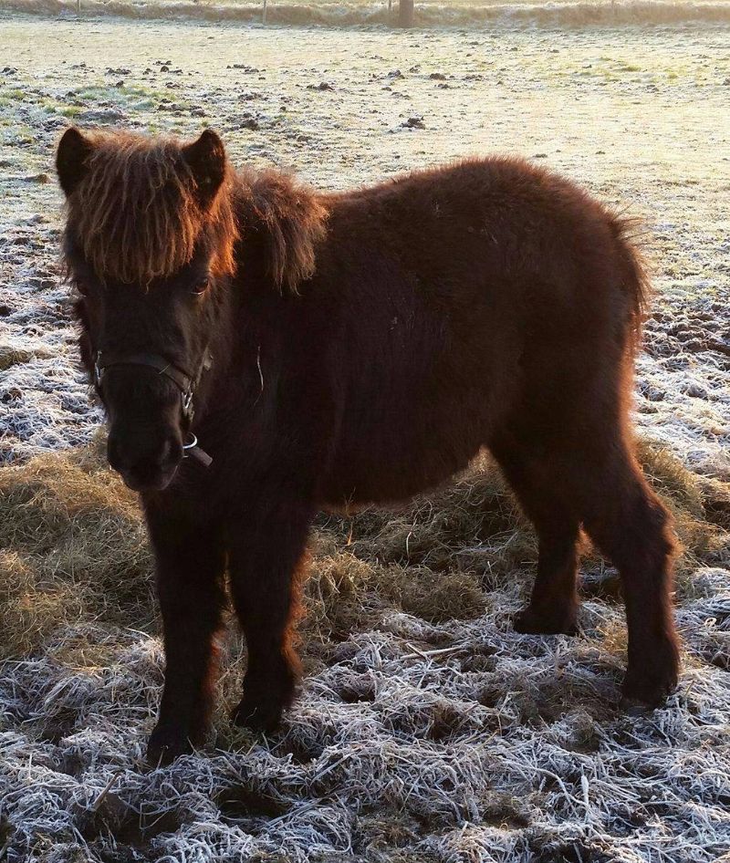 Shetlandpony Polly