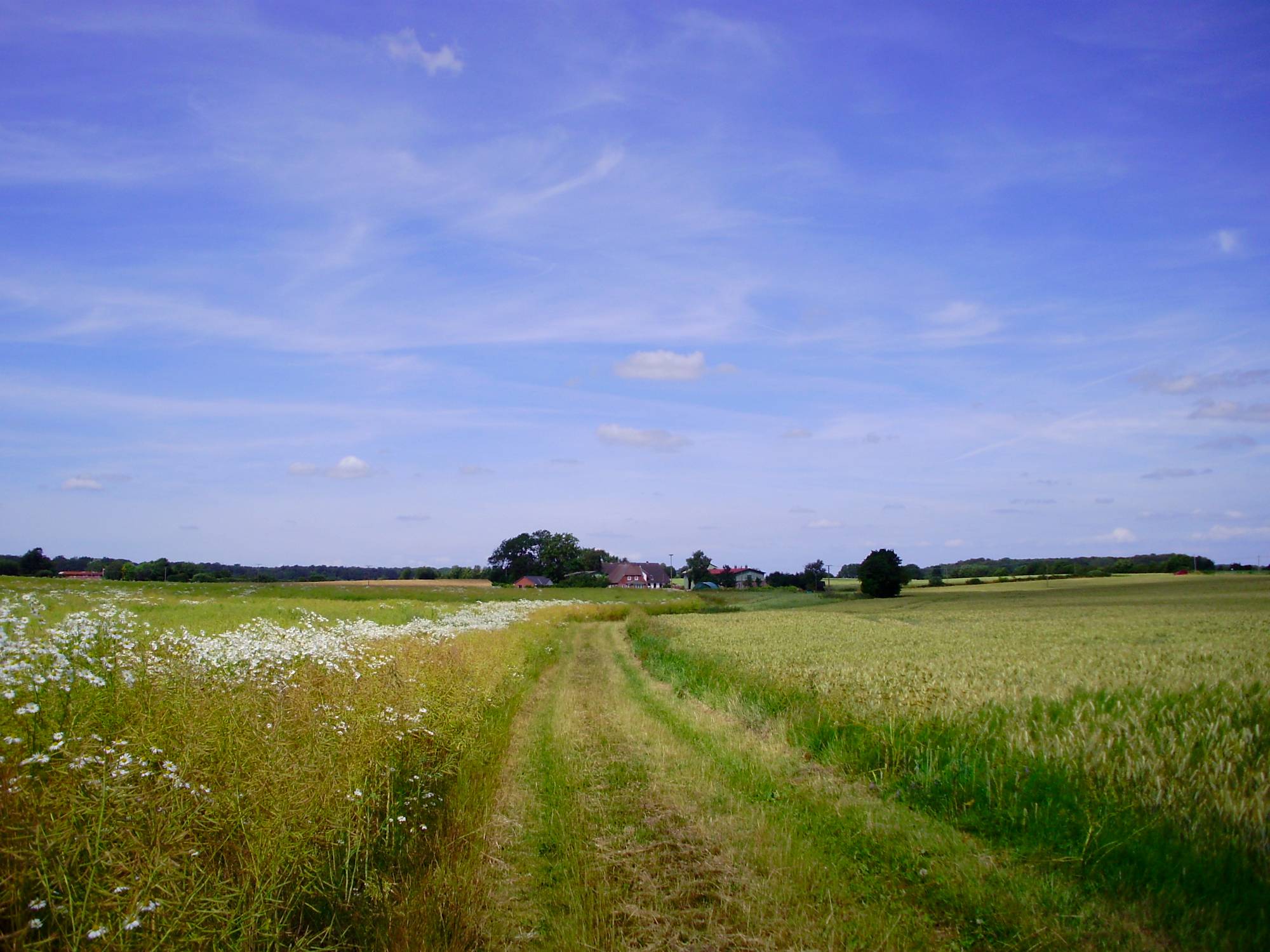 Feldweg mit Blick auf den Hof, Weizenfeld und Rapsfeld